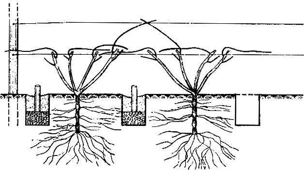 Рис. 35. Схема размещения промежуточных вертикальных дренажей на ранее заложенном винограднике