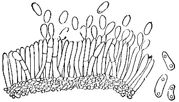 . 39.     Gloeosporium ampelophagum