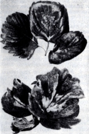. 34. -,            ,   Aphelenchoides fragariae  A. ritzemabosi 