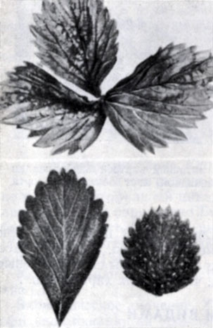 –ис. 39. ¬верху - деформированный лист земл¤ники в результате питани¤ слюн¤вки-пенницы (Philaenus leucophthalums); внизу справа - покрытый точками листочек земл¤ники, на котором видно повреждение в результате питани¤ паутинного клеща (Tetranychus spp.); слева - нормальный листочек