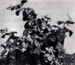 Рис. 84. Растение малины сорта Ллойд Джордж, пораженное кустистой карликовостью. К моменту фотографирования растение было высотой 30см