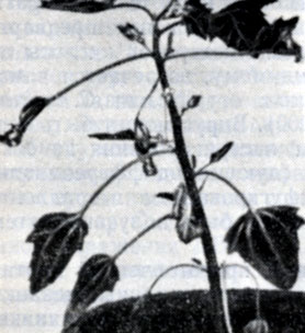 Рис. 86. Растение Chenopodium quinoa, системно зараженное латентным вирусом черной малины