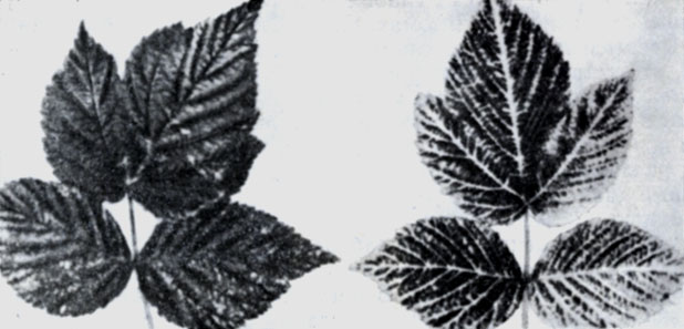 Рис. 88. Слева - симптомы слабого пожелтения на малине сорта Норфолк Джайент; справа - резкие симптомы желтухи на том же сорте