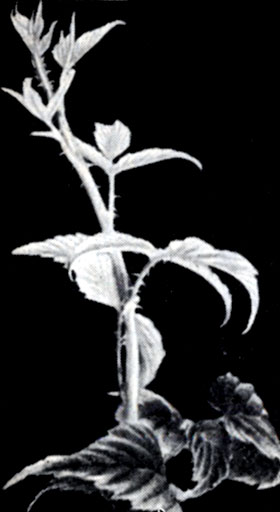 Рис. 89. Верхушка побега черной малины, на которой видно искривление листочков, вызванное инфекцией полосатости 