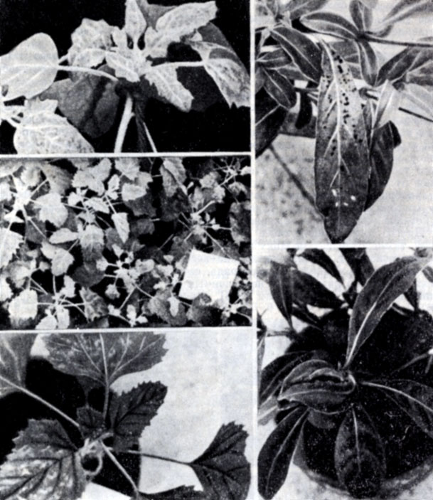 . 110.   -      Chenopodium quinoa,   10      .    -     25   ;          : '' ,      (); ''  F13,       ().   -   Chenopodium amaranticotor  15   .   - Gomphrena globosa,   ,      .   -   :      