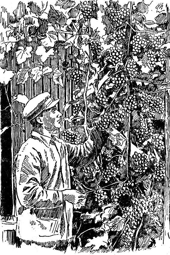Рис. 3. Куст винограда Лидия, выращенный у забора при многоярусной форме