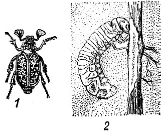 Рис. 17. Мраморный хрущ: 1 - взрослое насекомое; 2 - личинка, повреждающая корень