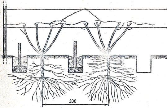 Рис. 32. Схема размещения промежуточных вертикальных дренажей на винограднике при узких междурядьях