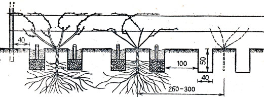 Рис. 33. Схема размещения вертикальных дренажей при расстоянии между кустами 2,5-3 м по ряду