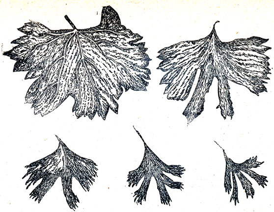 Рис. 61. Листья винограда, пораженные гербицидом 2-4-Д, при обработке колхозных полей с вертолета (заносится движением воздуха)