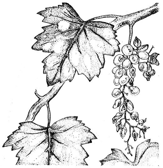 Рис. 8. Лист и гроздь винограда, пораженные милдью