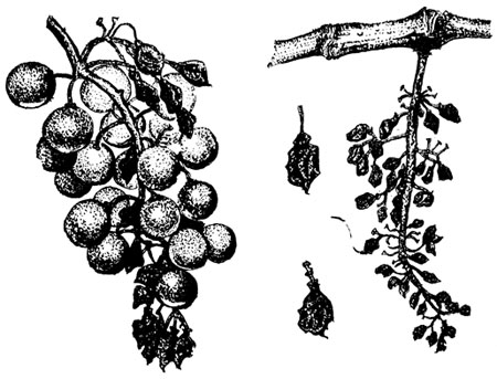 Рис. 9. Белая гниль винограда