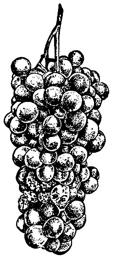 Рис. 2. Ботритис цинереа на виноградной грозди