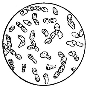 Рис. 56. Эллиптические дрожжи (Saccharomyces ellipsoideus)