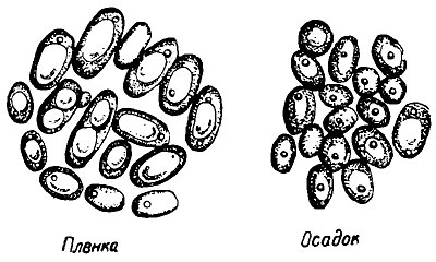 Рис. 61. Микодерма (Mycoderma vini)