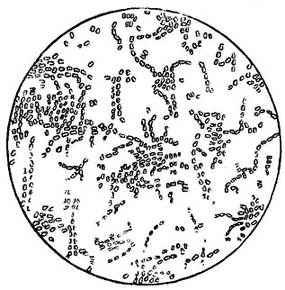 Рис. 150. Bacterium aceti