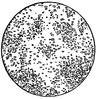 Рис. 152. Bacterium rnanni topoeum