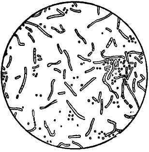 Рис. 155. Бактерии турна