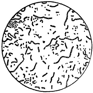 Рис. 156. Бактерии ожирения (Bacillus viscosus vini)