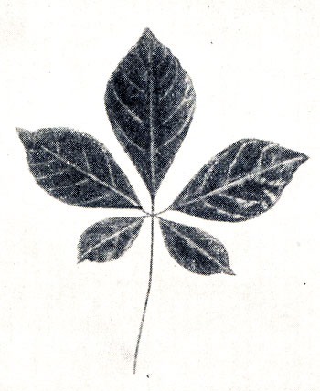 Рис. 7. Лист Партеноциссус квинквефолиа