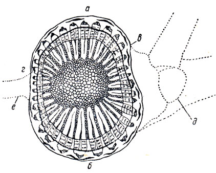 Рис. 61. Плоскостная полярность винограда: а - спинная сторона; б - брюшная; в - желобчатая; г - плоская; д - зимующая почка; е - усик