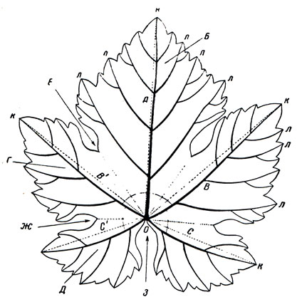 Листья винограда рисованной градиент цвета дикого фона элемент PNG