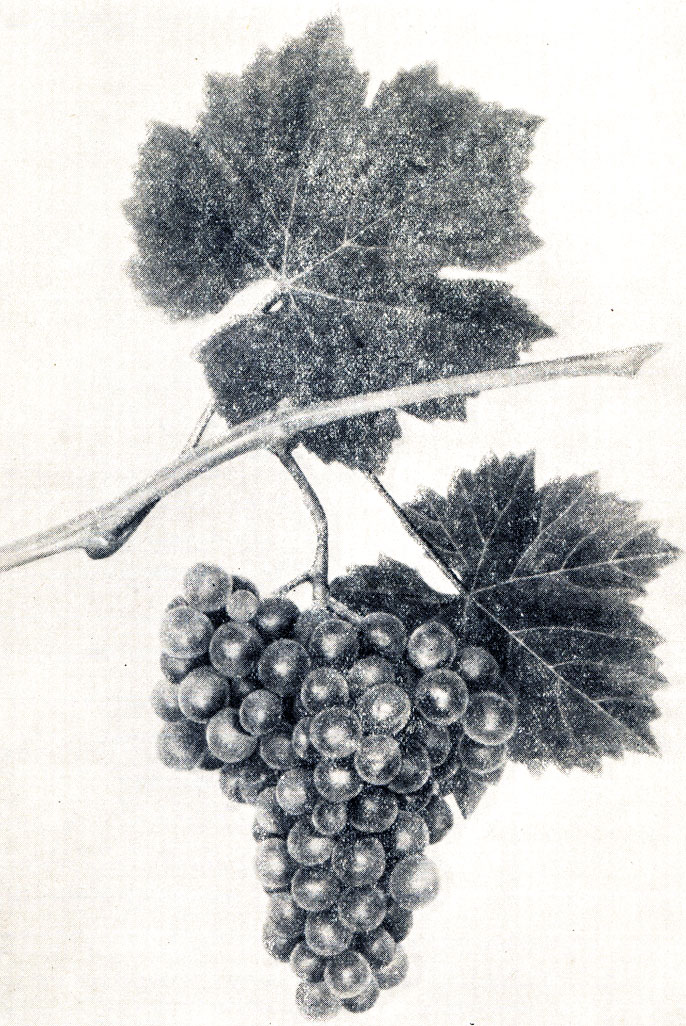 Сорта винограда для потребления в свежем виде и для сушки [1952 НегрульА.М. - Винаградство]