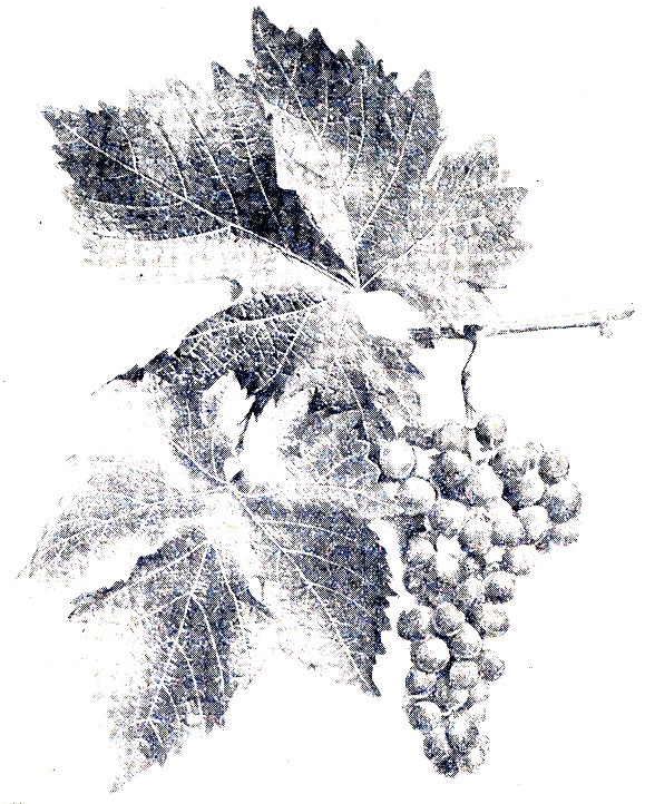 Сорта винограда для виноделия и коньяка [1952 Негруль А.М. - Винаградство]