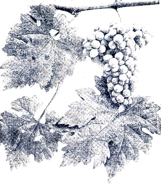 Сорта винограда для виноделия и коньяка [1952 Негруль А.М. - Винаградство]