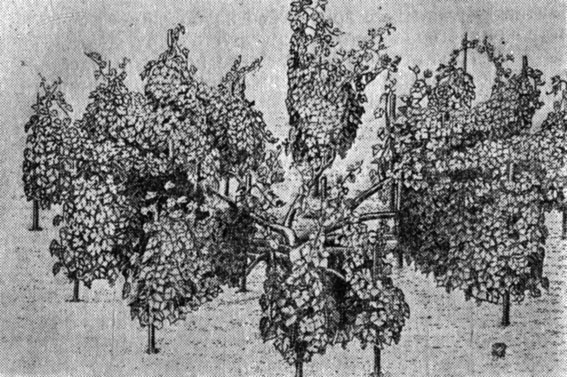 Рис. 29. Куст винограда на формировке молдавская чаша (летом)