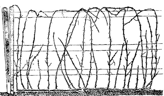 Рис. 31. Куст из формировке ВНИФС-1 на третий год формирования