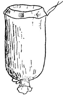 Рис. 43. Пергаментный изолятор, в который заключаются кастрированные соцветия винограда
