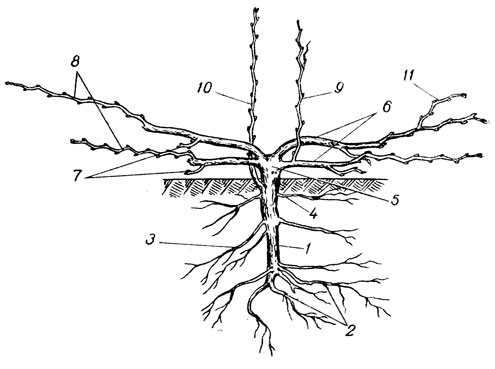 Части стебля виноградного растения: 1 - подземный штамб; 2 - основные корни; 3 - боковые корни; 4 - поверхностные корни; 5 - голова куста; 6 - рукава; 7 - сучки замещения; 8 - стрелки; 9 - жировой побег; 10 - порослевый побег; 11 - пасынок
