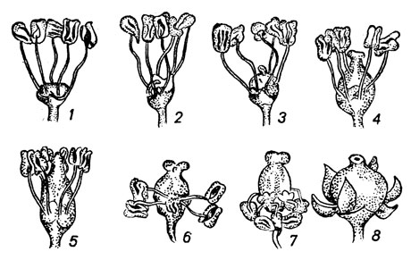 Типы цветков: 1, 2, 3 - мужские цветки; 4, 5 - обоеполые цветки; 6, 7 - функционально женские цветки; 8 - типичный женский цветок