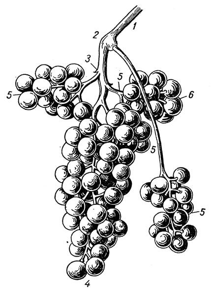 Гроздь винограда: 1 - основание ножки грозди; 2 - узел на ножке грозди; 3 - место отхождения первых разветвлений гребня; 4 - низ грозди; 5 - лопасти; 6 - усик с несколькими ягодами на конце