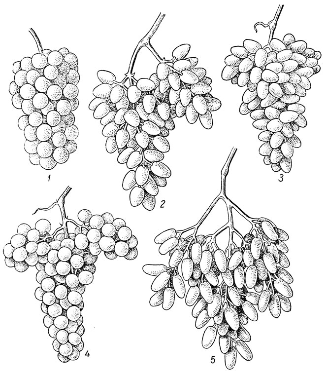 Основные формы гроздей винограда: 1 - цилиндрическая; 2 и 3 - конические грозди с 'крылом' и без него; 4 - цилиндро-коническая с двумя лопастями у основания; 5 - ветвистая