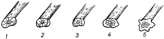 Развитие каллюса на поперечном разрезе побега: 1 - на брюшной стороне; 2 - на спинной стороне; 3 - на плоской стороне; 4 - на желобковой стороне; 5 - круговой наплыв каллюса