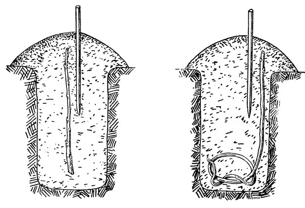 Посадка черенка в ямку: 1 - нормальной длины; 2 - посадка удлиненного черенка 'калачиком'