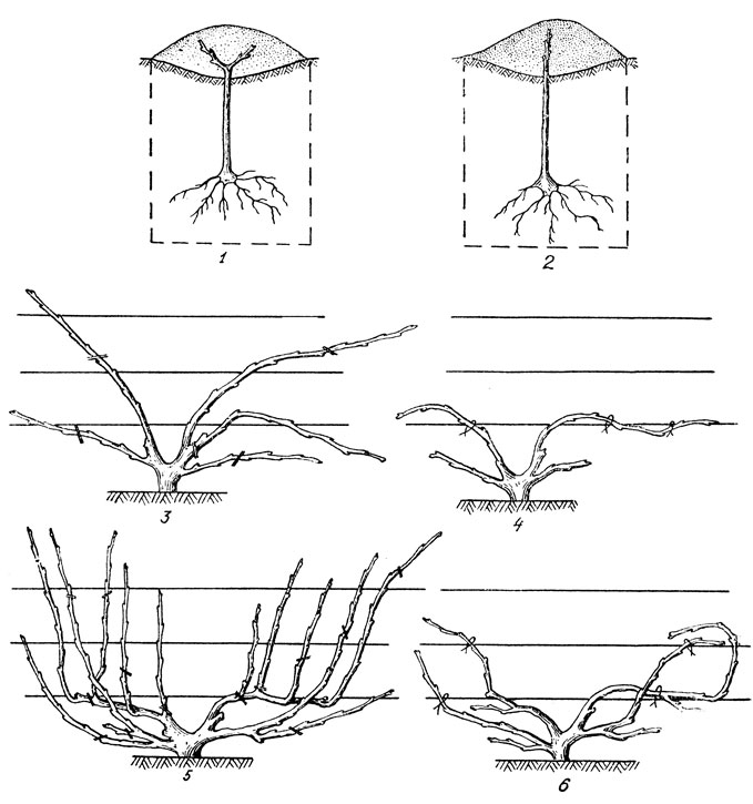 Выведение веерной формы кустов по годам: 1 и 2 - саженцы во время посадки (слева с двумя побегами, справа с одним); 3 - куст в конце первого года вегетации; 4 - куст после обрезки весной второго года вегетации; 5 - куст в конце второго года вегетации; 6 - сформированный куст весной третьего года после обрезки (черточками показаны места будущих срезов)