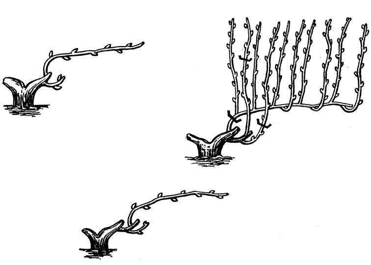 Плодовое звено и его обрезка: слева вверху - звено весной; справа - звено осенью; внизу - звено весной следующего года (черточками показаны места срезов)