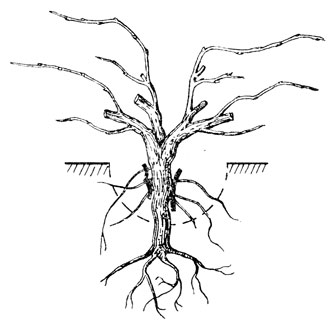 Катаровка (удаление поверхностных корней на привое)