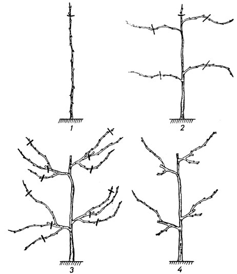 Выведение вертикального кордона: 1 - обрезка куста осенью первого года вегетации; 2 - обрезка куста осенью второго года вегетации; 3 - обрезка куста на третьем году вегетации; 4 - куст, сформированный по типу вертикального кордона
