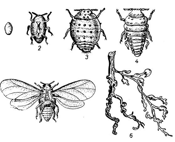 Стадии развития корневой филлоксеры: 1 - яйцо; 2 - личинка; 3 - взрослое насекомое; 4 - нимфа; 5 - крылатая филлоксера; 6 - вздутия на корнях в результате повреждения филлоксерой