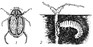 Мраморный хрущ (1) и его личинка (2)