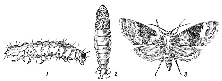 Листовертка двулётная: 1 - гусеница; 2 - куколка; 3 - мотылек