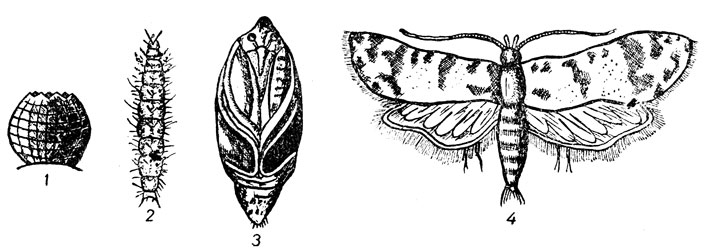 Листовертка гроздевая: 1 - яйцо; 2 - гусеница; 3 - куколка; 4 - мотылек