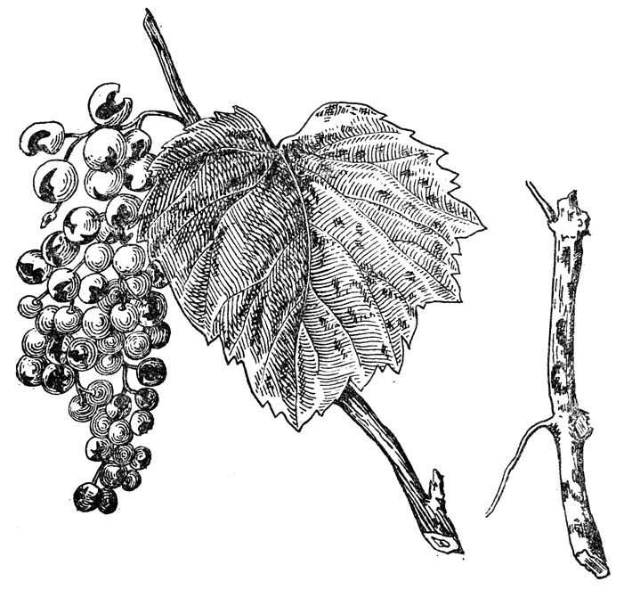 Оидиум на листе, грозди и побеге