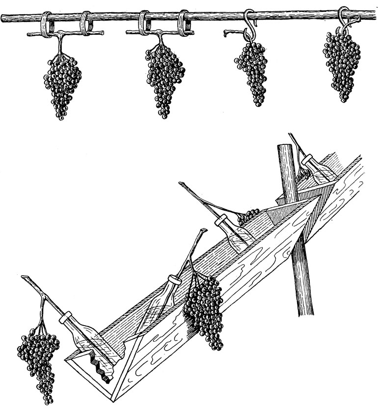 Хранение винограда подвешиванием на сухих гребнях и отрезках лозы