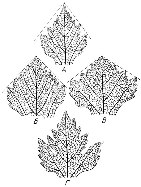 Рис. 3. Различные очертания средней лопасти у виноградных листьев: А - оканчивающаяся острой вершиной; Б - оканчивающаяся прямоугольной вершиной; В - короткая, широкая, оканчивающаяся тупой вершиной; Г - разделенная на три доли глубокими дополнительными вырезками