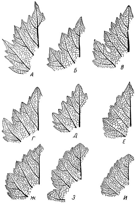 Рис. 7. Основные формы зубчиков у виноградных листьев: А - треугольные и пиловидные узкие и очень острые; наиболее крупные - с оттянутыми в острие вершинами; Б - треугольные более широкие; В и Г - со слабо выпуклыми сторонами; Д и Е - с сильно выпуклыми сторонами; Ж - переходные к куполовидным; 3 - типичные куполовидные; И - куполовидные очень низкие и широкие